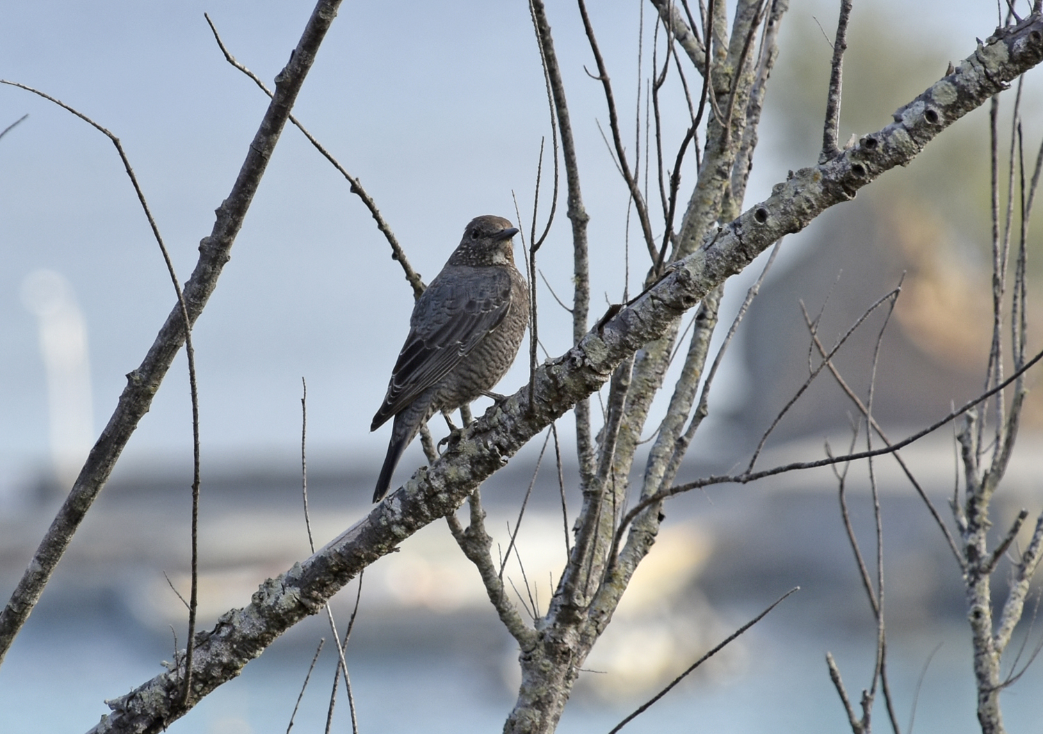 イソヒヨドリ①